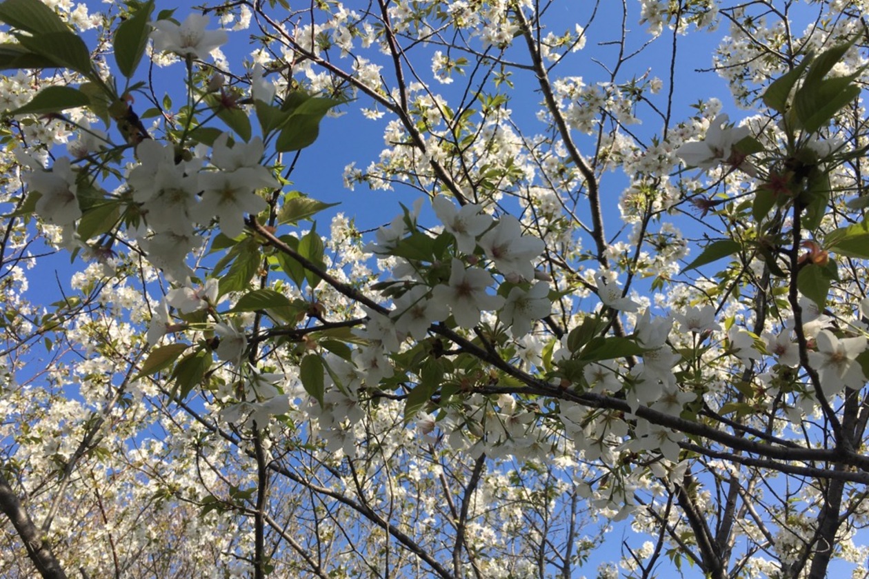 羽島キャンパス周辺の春　高桑星桜